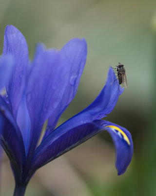 Mouche sur Iris 