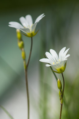 Fleurs