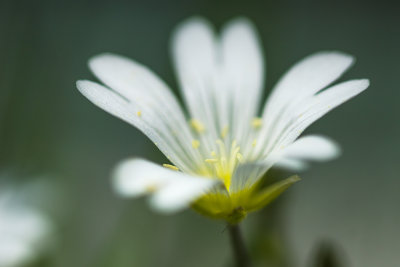 Fleur