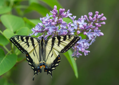 Papillon tigré du Canada