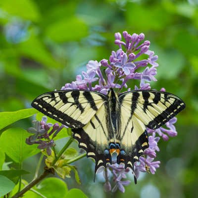 Papillon tigr du Canada