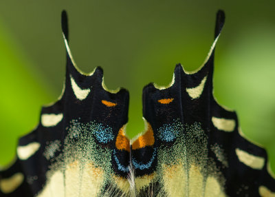 Papillon tigr du Canada (dtail)