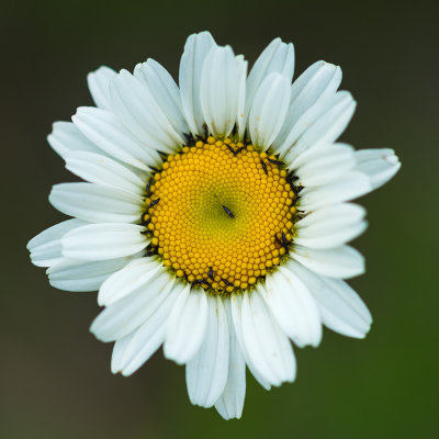 Insectes sur Marguerite 