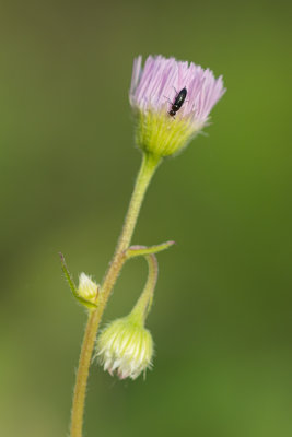 Insecte sur plante