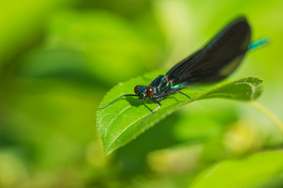 Demoiselle bistre - Calopteryx maculata