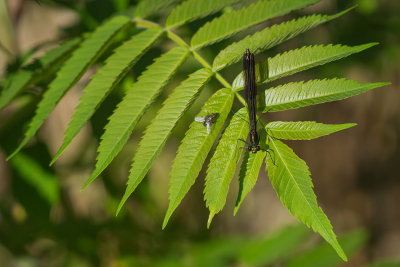 Demoiselle bistrée - Calopteryx maculata
