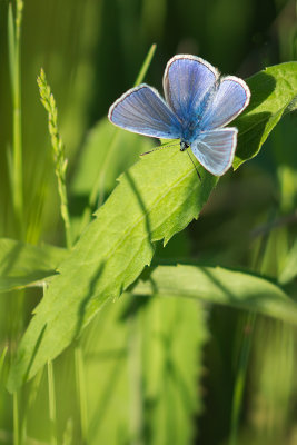 Lpidoptre 