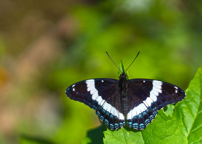 Amiral - Limenitis Basilarchia arthemis