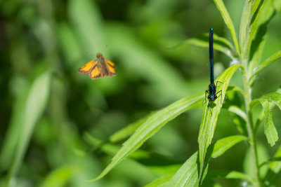 Hesprie et Demoiselle