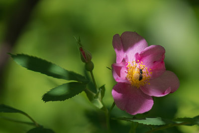 Insecte sur Fleur