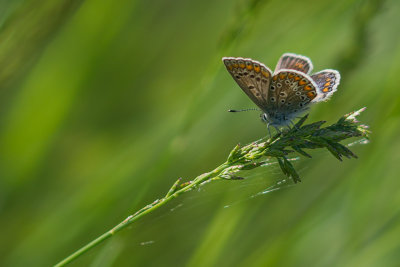 Lpidoptre