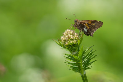 Hesprie  taches argentes (Epargyreus clarus)