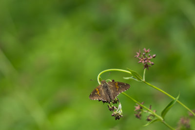Hesprie  taches argentes (Epargyreus clarus)