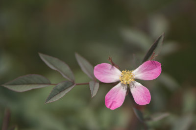 Fleur