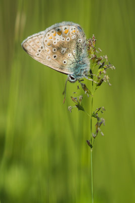 Lpidoptre