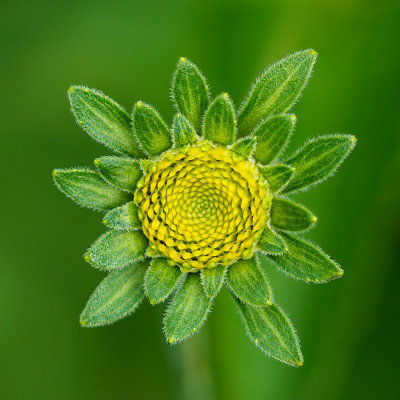 Fleur