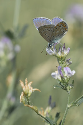 Lpidoptre