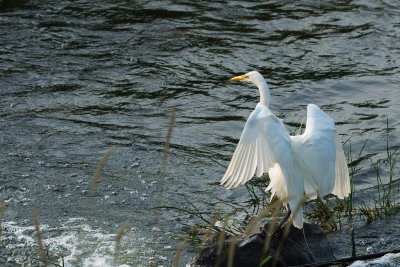 Grande Aigrette