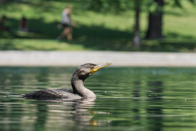 Cormoran