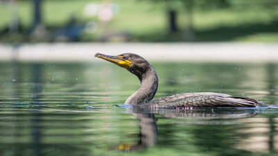 Cormoran