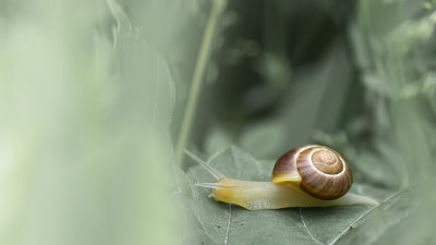 Escargot