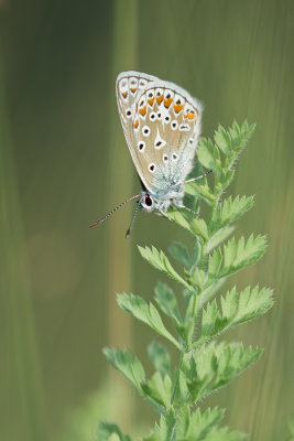 Lpidoptre 