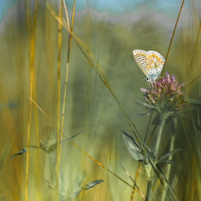 Lpidoptre 