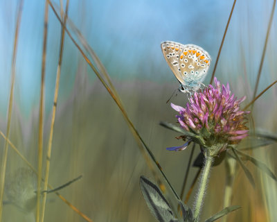 Lpidoptre