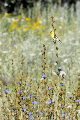 Chardonneret 