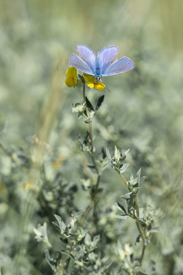 Lpidoptre