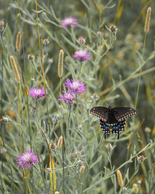 Papillon du Céleri et Centaurées