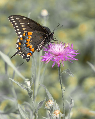 Papillon du Céleri sur Centaurée