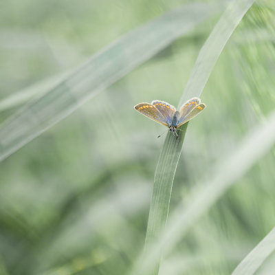 Lpidoptre 