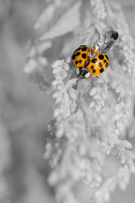 Coccinelle