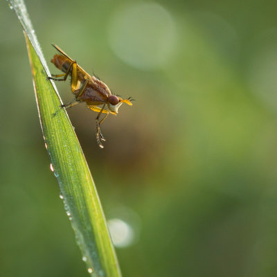 Mouche des marais