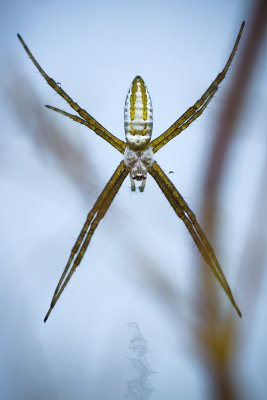 Argiope