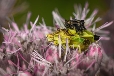 Punaises Embusquées sur Eupatoire