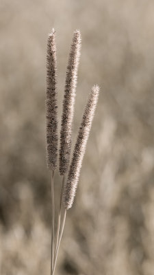 Épis