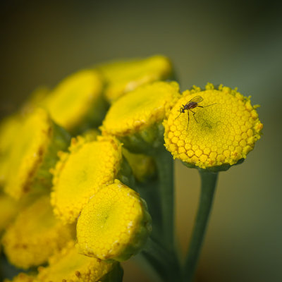 Insecte sur Tanaisie 