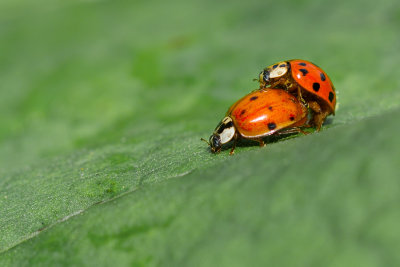 Coccinelles