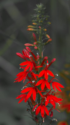 Lobelia cardinalis 