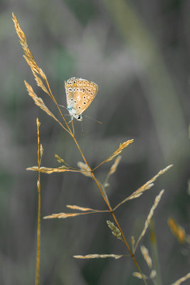 Lpidoptre