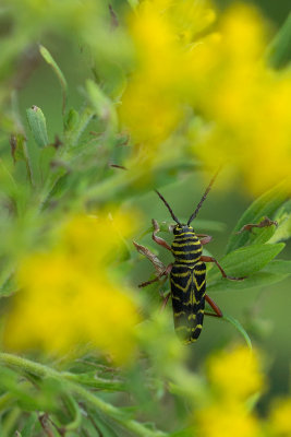 Longicorne du Robinier - Megacyllene robiniae