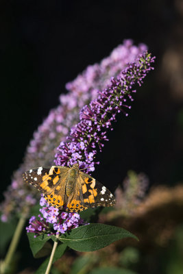 Vanessa gardui sur  Buddleja