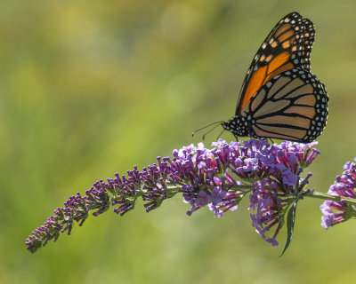 Monarque sur  Buddleja