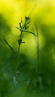 Plante