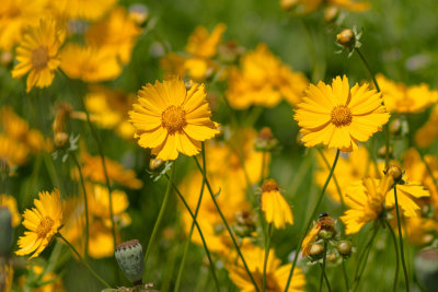 Fleurs