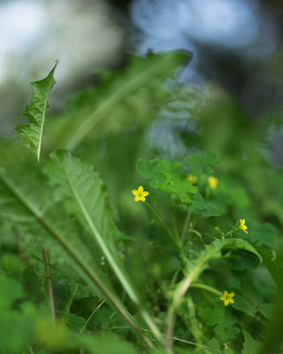 Plantes