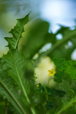 Plantes