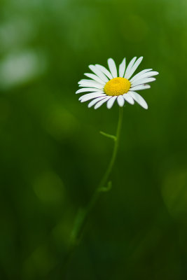 Marguerite